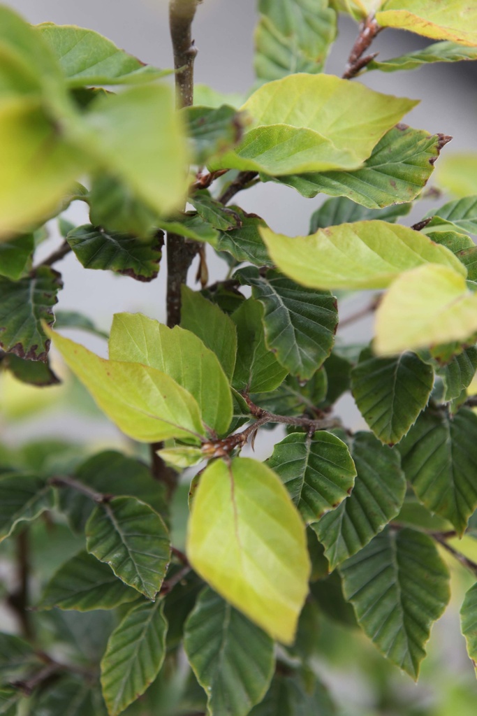 [FSY125] FAGUS SYLVATICA (Racines nues, 125-150 cm)