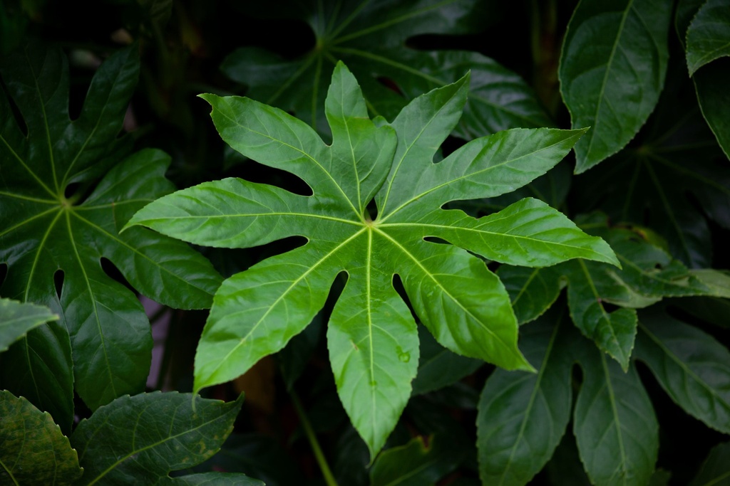 [FJA30] FATSIA JAPONICA (Pot 3 liter, 30-40 cm)