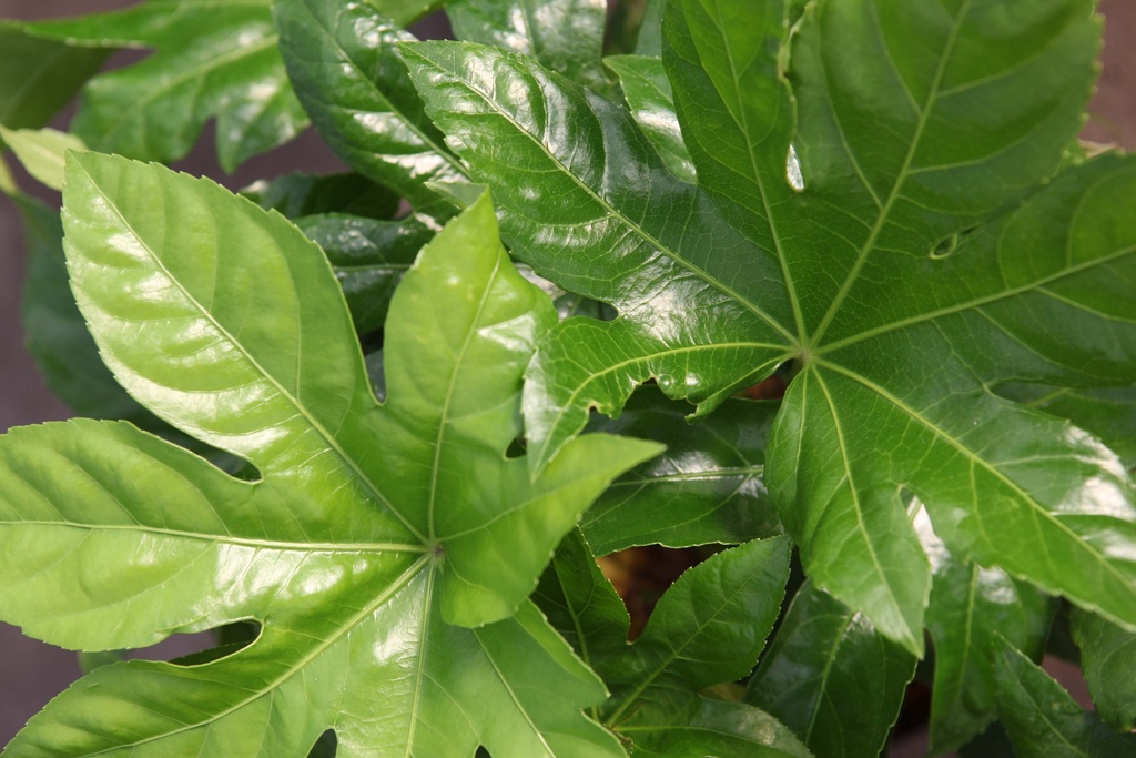 FATSIA JAPONICA