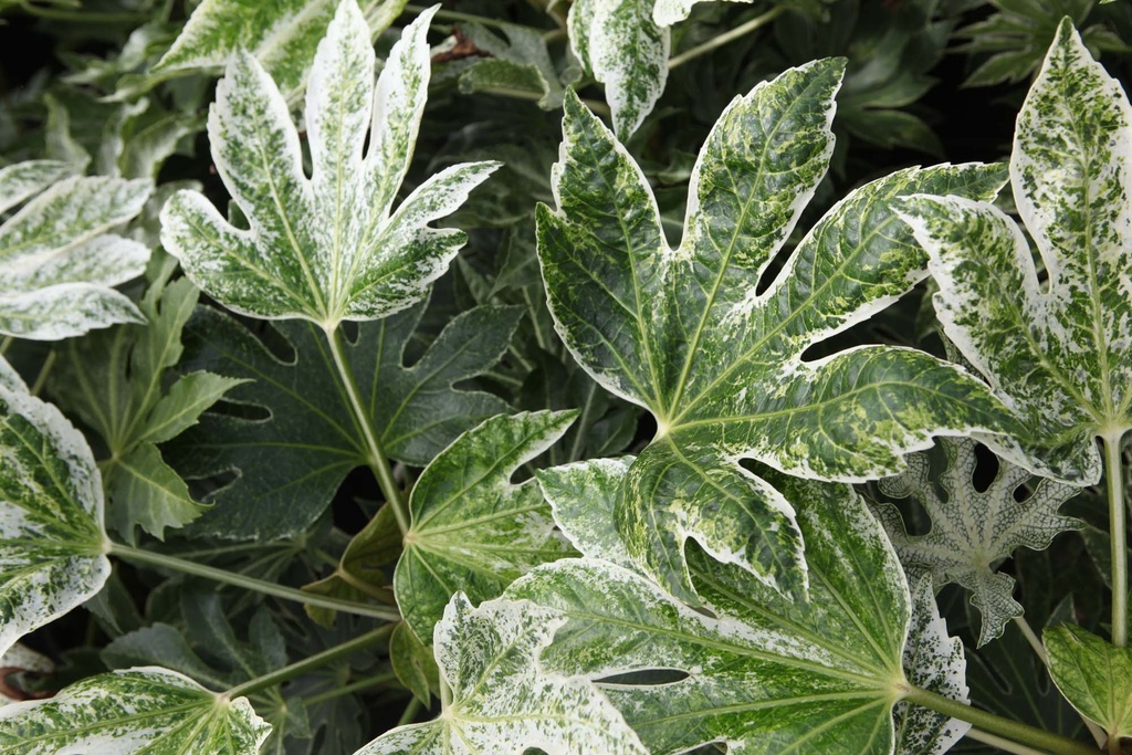[xx] FATSIA JAPONICA 'SPIDER'S WEB' (Pot 3 liter, 30-40 cm)