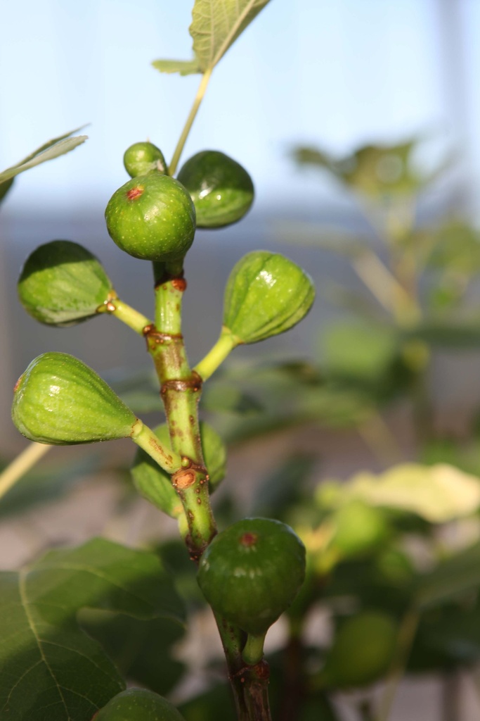 [xx] FICUS CARICA 'DEL PORTOGALLO' (Pot 12 litres, 80-100 cm)