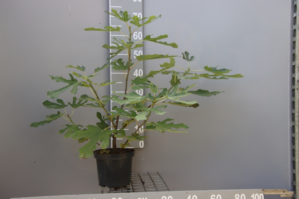 [FCLMFI3] FICUS CARICA LITTLE MISS FIGGY (Pot 3 litres, 30-40 cm)