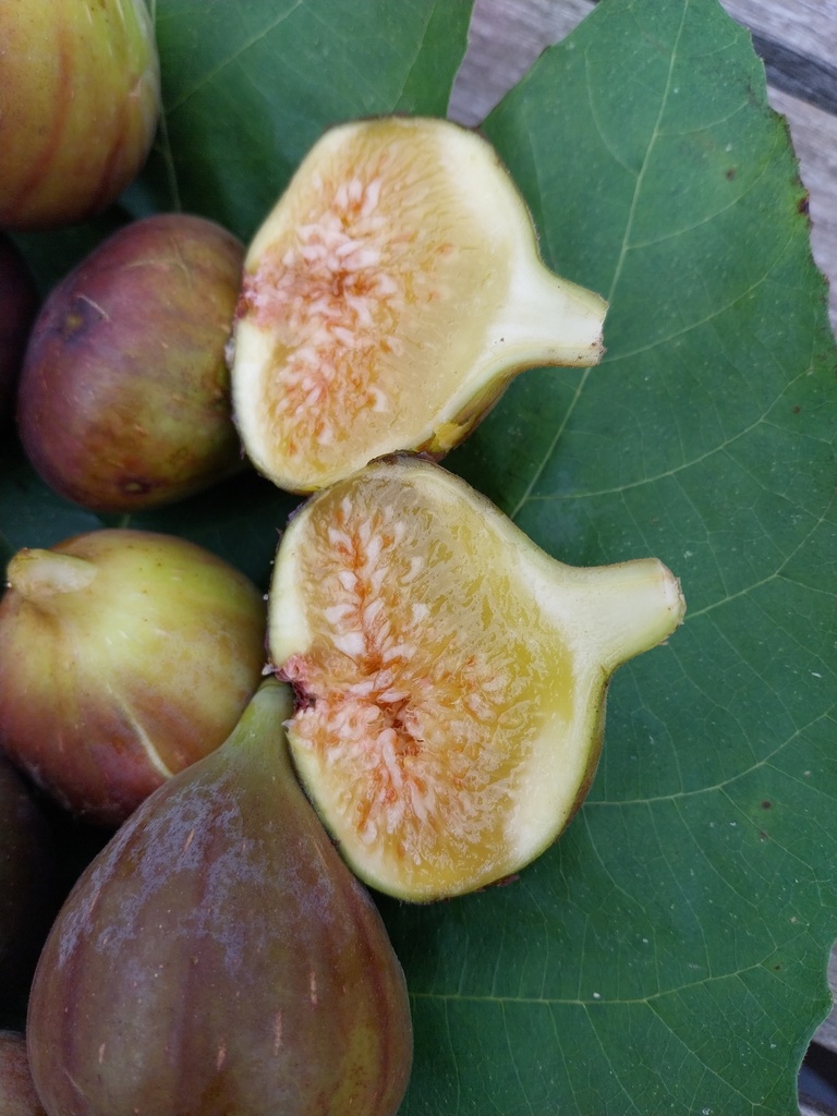[FCOPR50] FICUS CARICA 'OSBORN'S PROLIFIC' (Pot 3 liter, 40-50 cm)