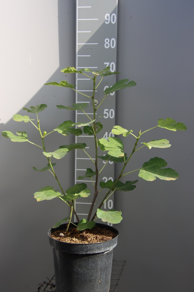 [FCOPR50] FICUS CARICA 'OSBORN'S PROLIFIC' (Pot 3 litres, 40-50 cm)