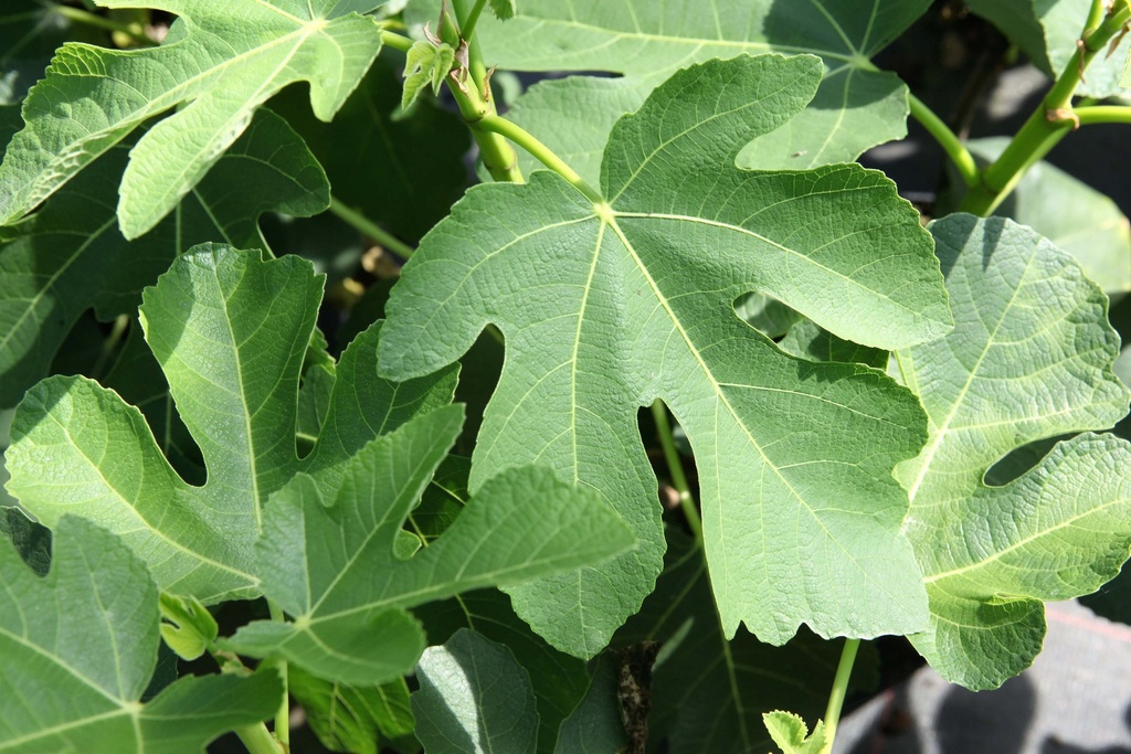 [xx] FICUS CARICA 'PANACHÉ' (Pot 3 liter, 40-50 cm)