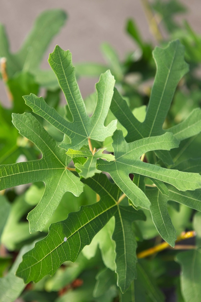 FICUS CARICA 'ROUGE DE BORDEAUX'