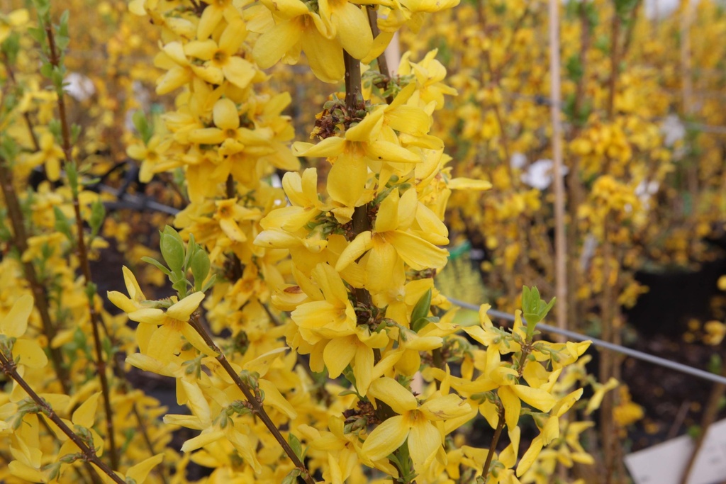 FORSYTHIA 'GOLDRAUSCH'