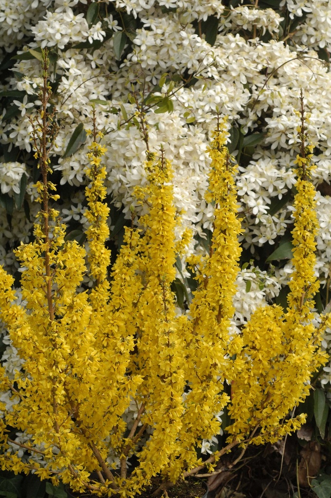 [xx] FORSYTHIA INTERMEDIA MIKADOR (Pot 3 litres, 30-40 cm)