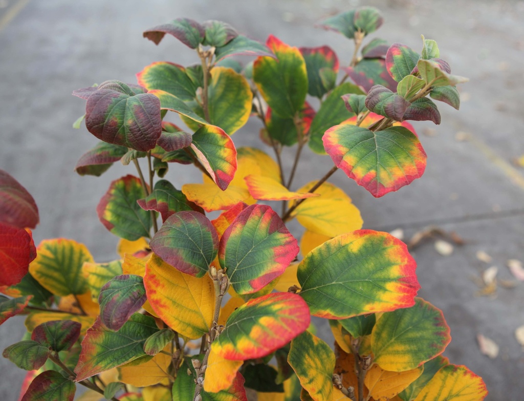 FOTHERGILLA MAJOR