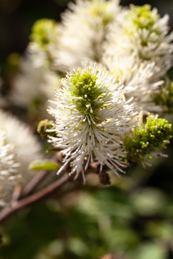 FOTHERGILLA MAJOR 'BLUE SHADOW'