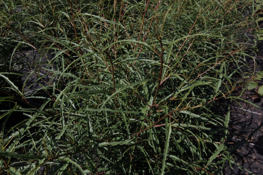 [xx] FRANGULA ALNUS 'ASPLENIIFOLIA' (Pot 3 liter, 40-50 cm)