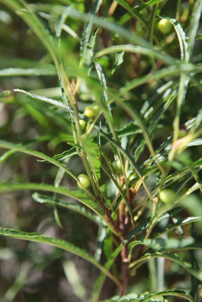 [xx] FRANGULA ALNUS 'FINE LINE®' (Pot, 125-150 cm)
