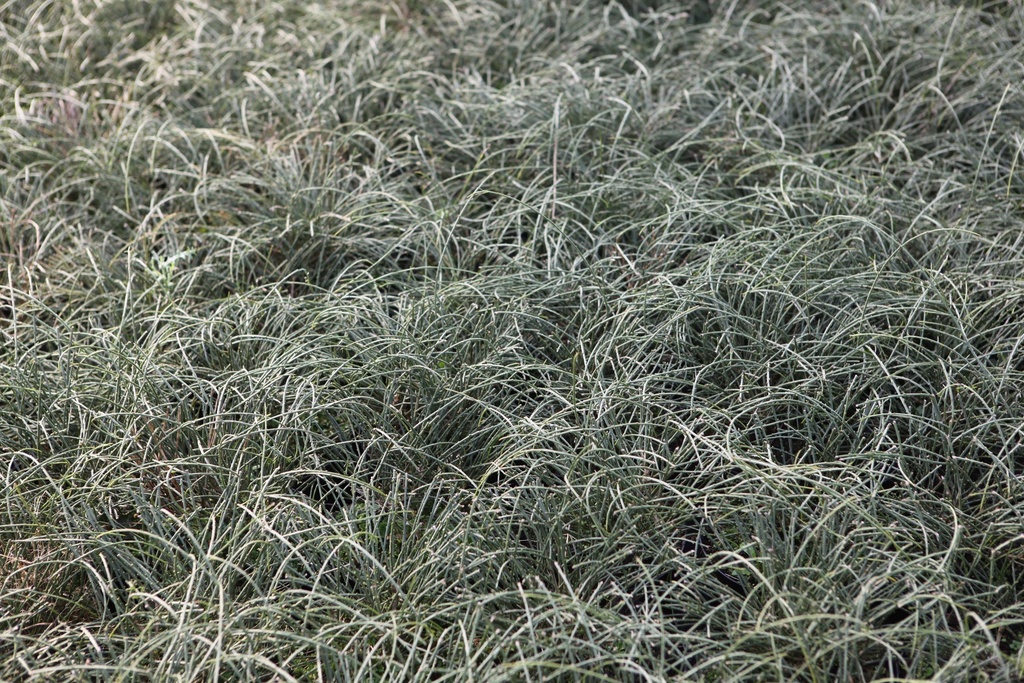 [GLY30C3] GENISTA LYDIA (Pot 3 litres, 30-40 cm)