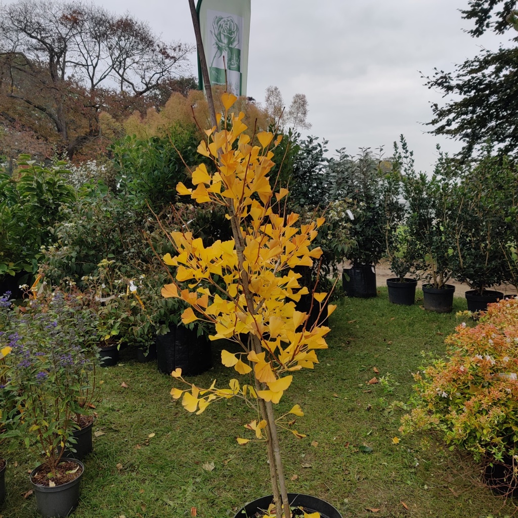 [GBBL125] GINKGO BILOBA FASTIGIATA BLAGON (Pot, 125-150 cm)