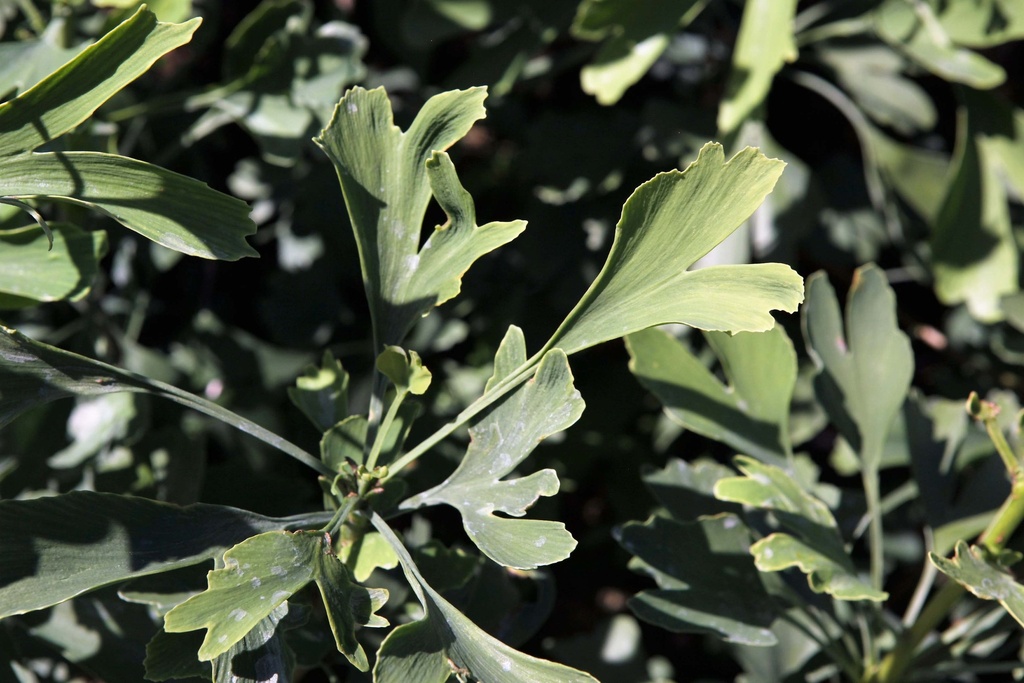 [GBBL125] GINKGO BILOBA FASTIGIATA BLAGON (Pot, 125-150 cm)