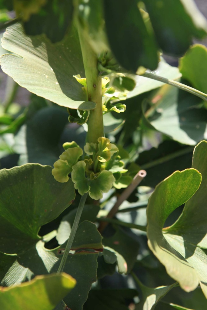 [xx] GINKGO BILOBA 'MARIKEN' (Pot 3 liter, 25-30 cm)