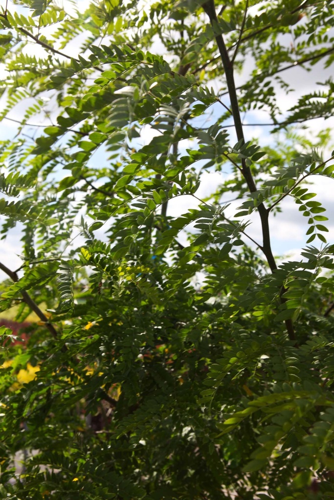 [xx] GLEDITSIA TRIACANTHOS INERMIS (Pot 10 litres, 60-80 cm)