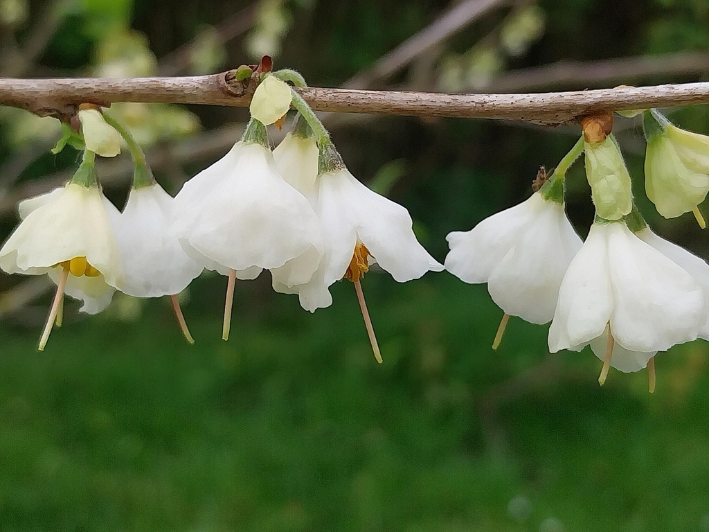 [HCA40] HALESIA CAROLINA (Pot 3 litres, 40-50 cm)