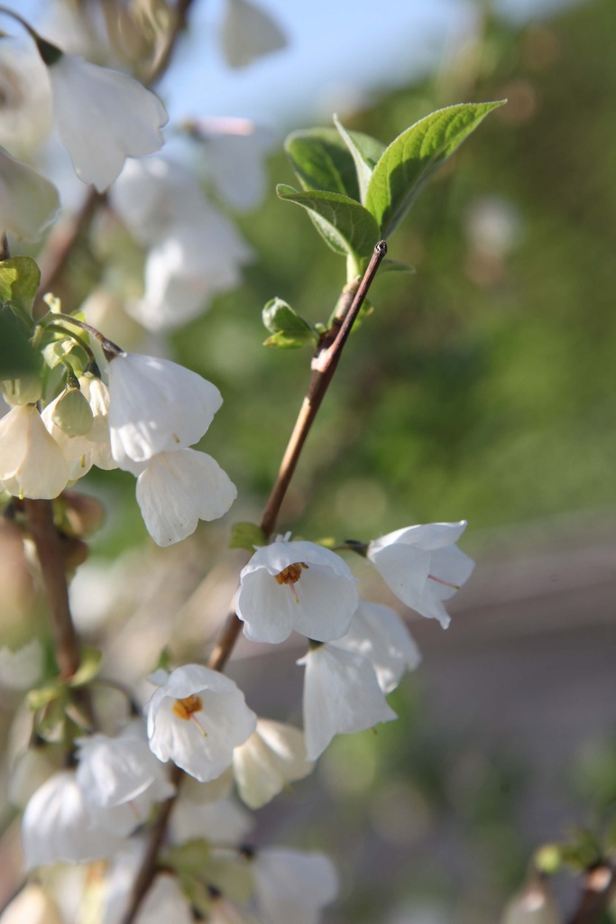 HALESIA CAROLINA