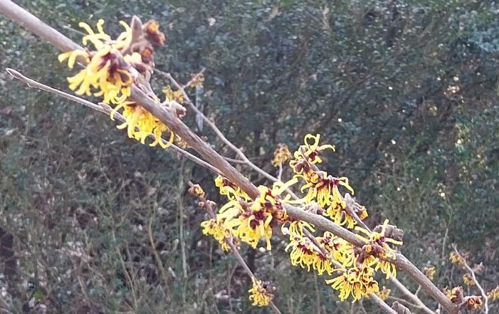 [HIOBE60] HAMAMELIS INTERMEDIA 'ORANGE BEAUTY' (Pot, 100-125 cm)