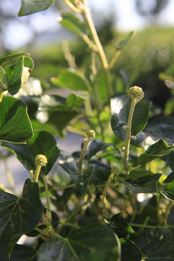 HEDERA HELIX 'ARBORESCENS'