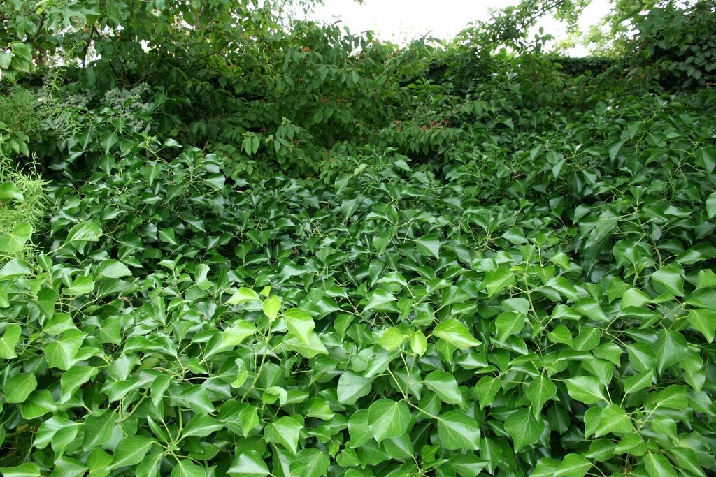 [HHAR60] HEDERA HELIX 'GOLDHEART'