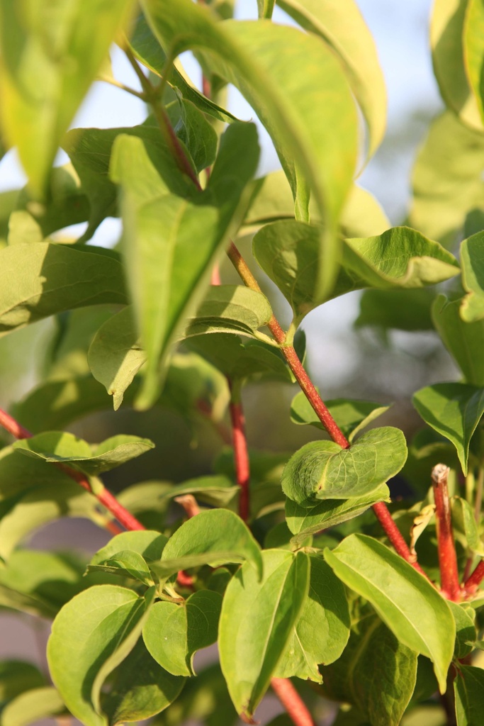 HEPTACODIUM MICONIOIDES