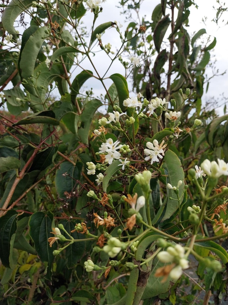 [HMI100] HEPTACODIUM MICONIOIDES (Pot, 100-125 cm)