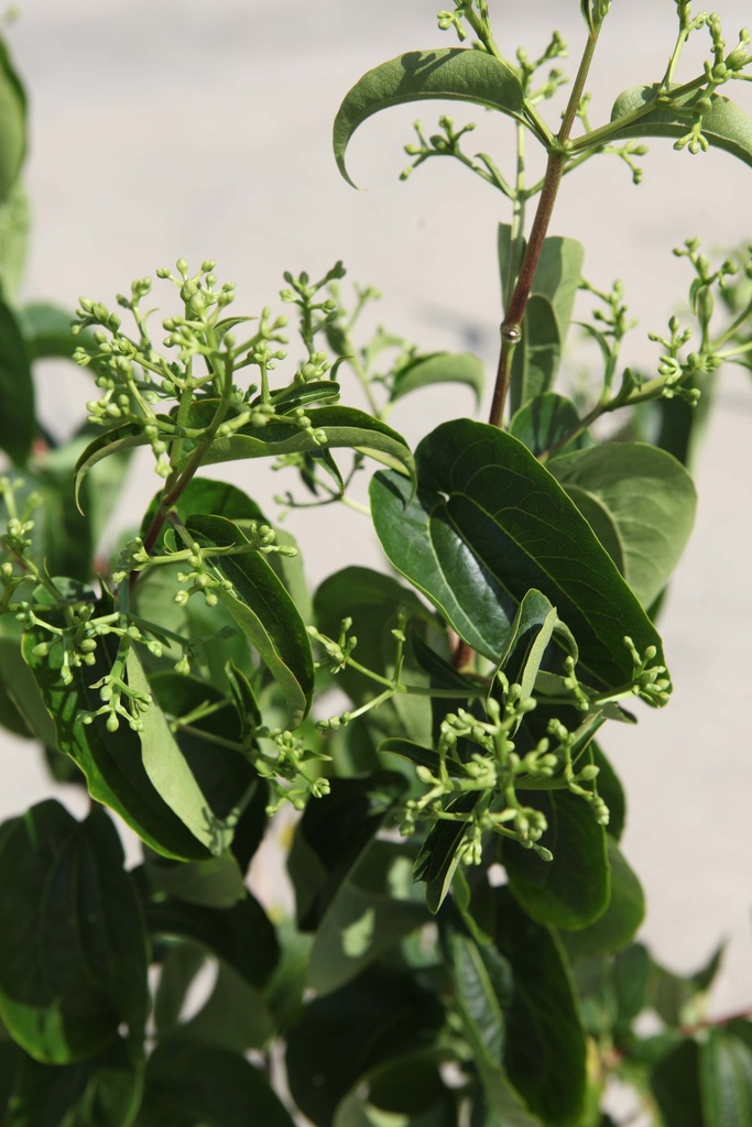 HEPTACODIUM MICONIOIDES FIRST EDITIONS® TIANSHAN