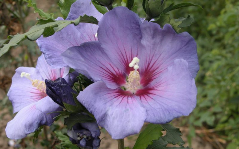 [HSAZ40] HIBISCUS SYRIACUS AZURRI® (Pot 3 liter, 40-50 cm)
