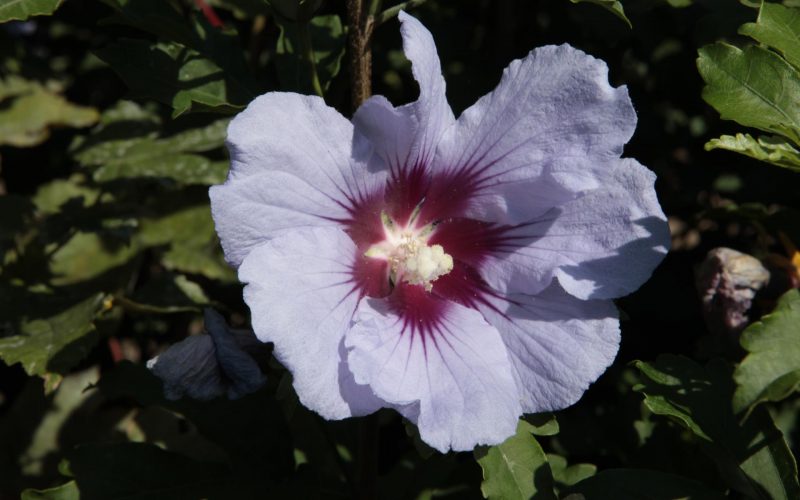 [HSCI40] HIBISCUS SYRIACUS CIELO®