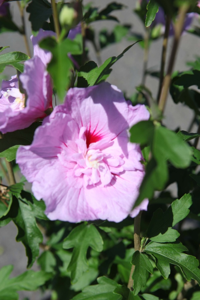 HIBISCUS SYRIACUS LAVENDER CHIFFON