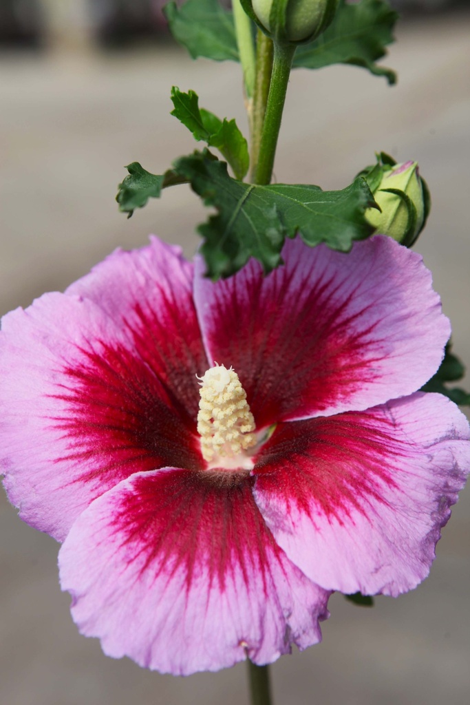 HIBISCUS SYRIACUS 'LUNAR ECLIPSE'