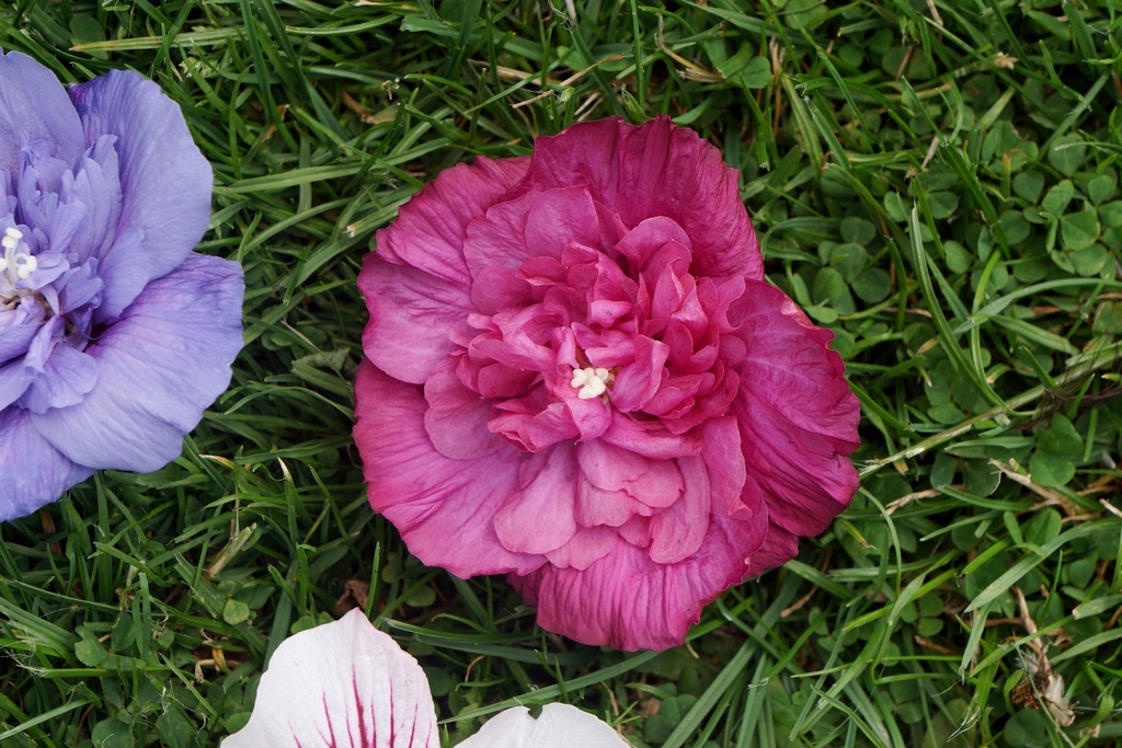 HIBISCUS SYRIACUS MAGENTA CHIFFON