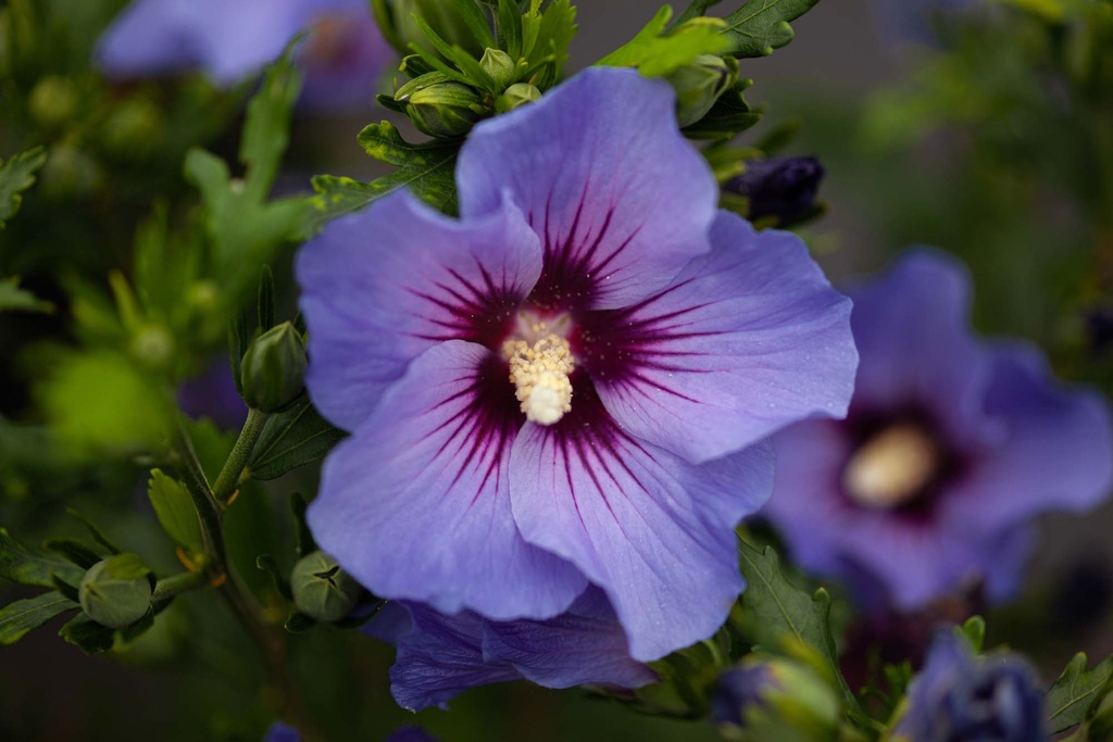 [xx] HIBISCUS SYRIACUS 'MARINA (O. BLEU)' (Pot 3 liter, 40-50 cm)