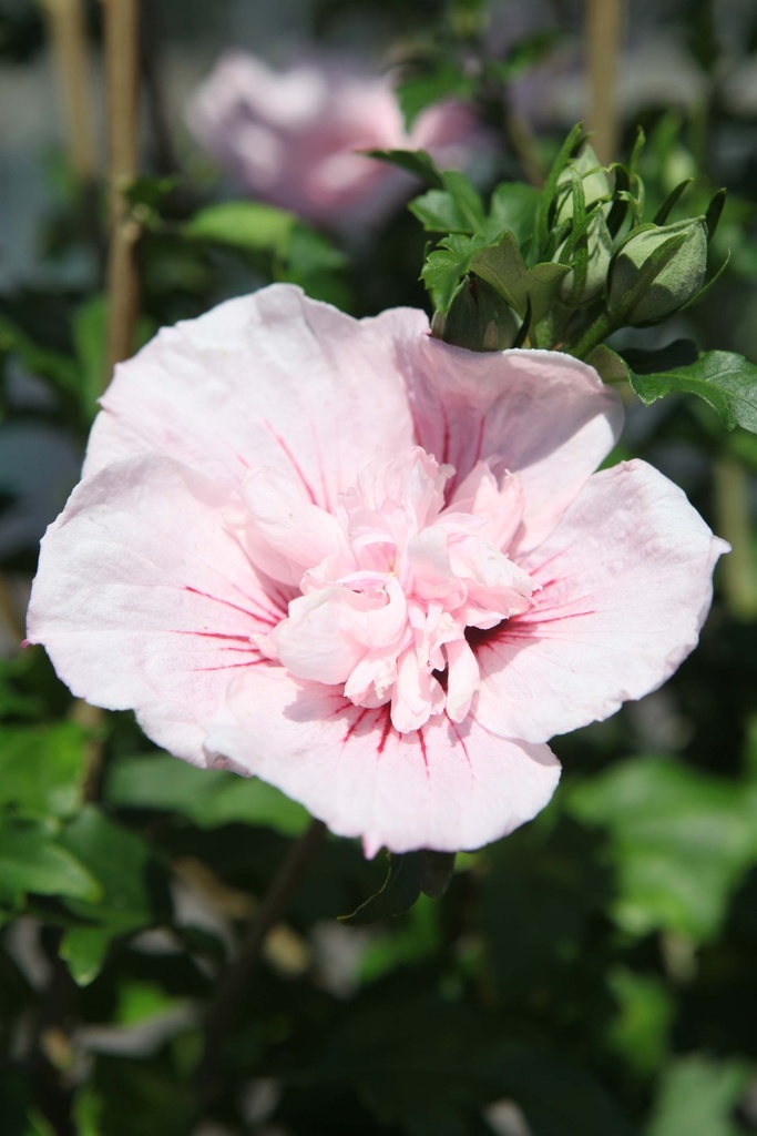 [HSPCH60C10] HIBISCUS SYRIACUS PINK CHIFFON (Pot 10 liter, 60-80 cm)