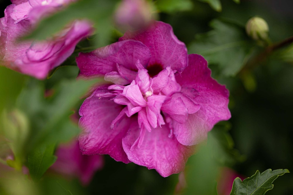 HIBISCUS SYRIACUS 'PURPLE RUFFLES'