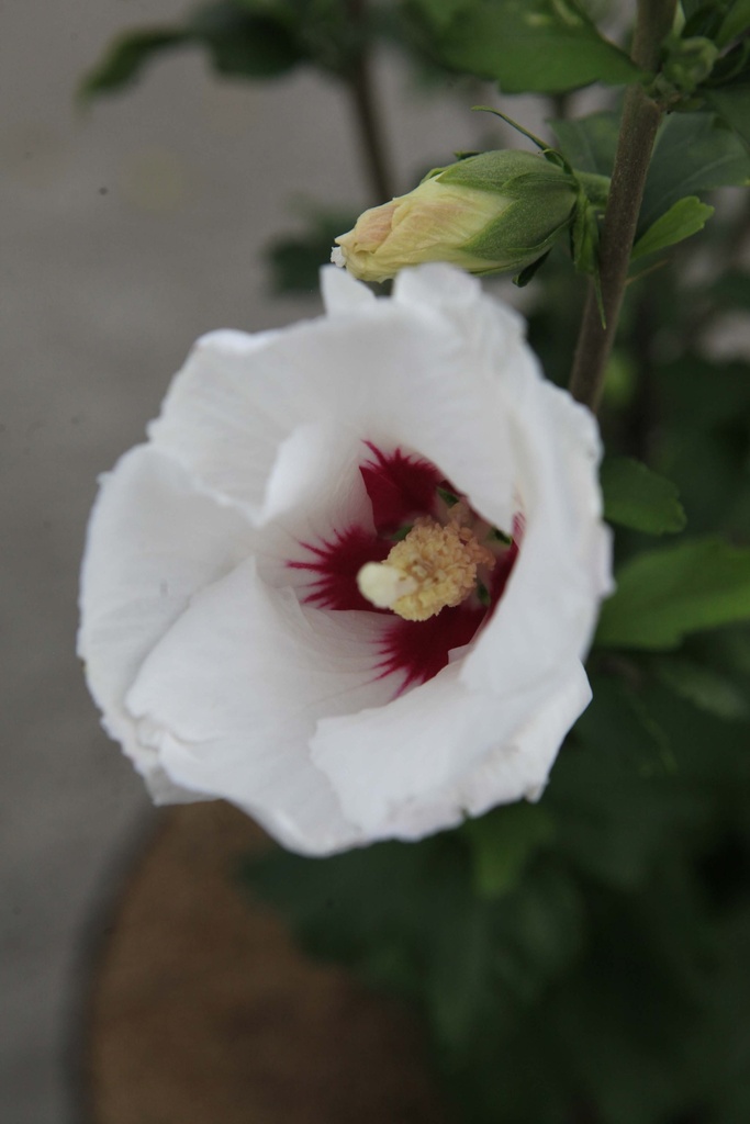 [xx] HIBISCUS SYRIACUS 'SHINTAEYANG' (Pot 3 liter, 40-50 cm)
