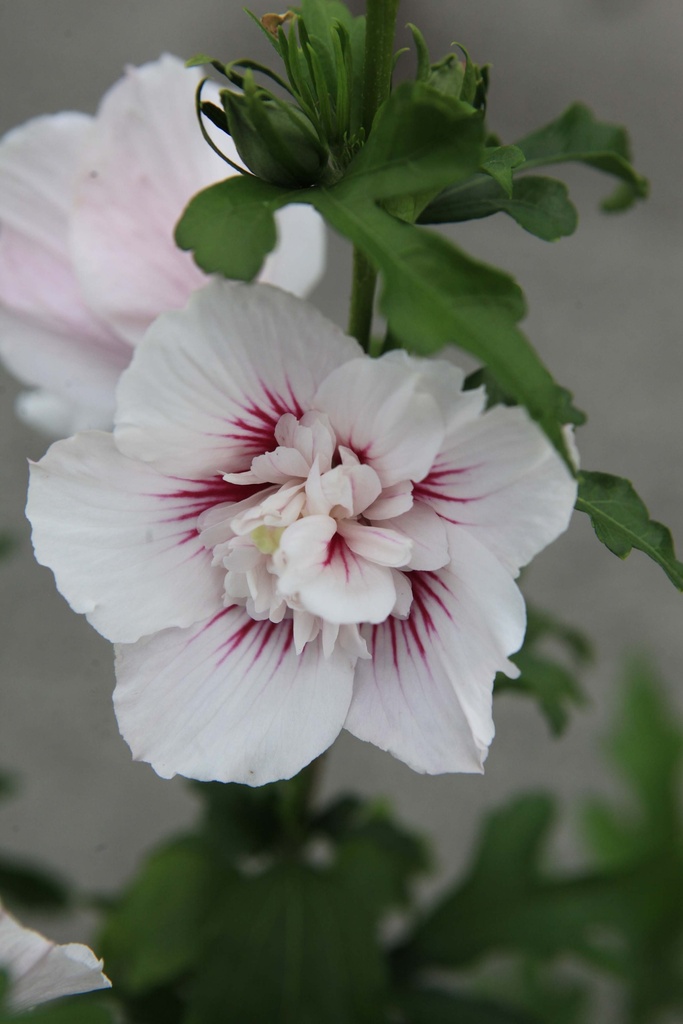 [HSSCH80C] HIBISCUS SYRIACUS STARBURST CHIFFON (Pot, 80-100 cm)