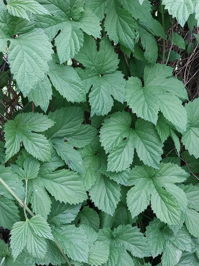 [hlu1] HUMULUS LUPULUS (Pot 9 cm, 20-25 cm)
