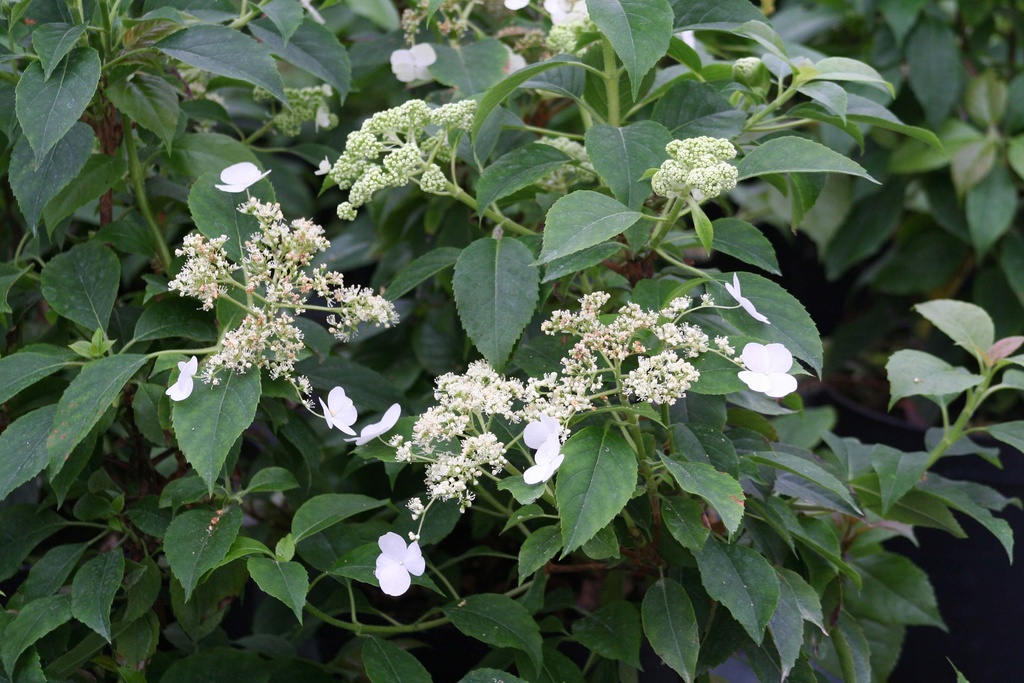 [xx] HYDRANGEA ANOMALA PETIOLARIS 'SEMIOLA®' (Pot 3 litres, 60-80 cm)