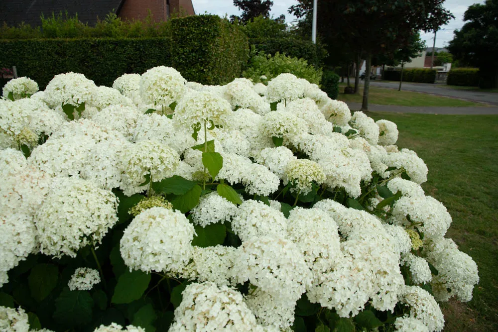 [HAAN3] HYDRANGEA ARBORESCENS 'ANNABELLE' (Pot 2 litres, 30-40 cm)
