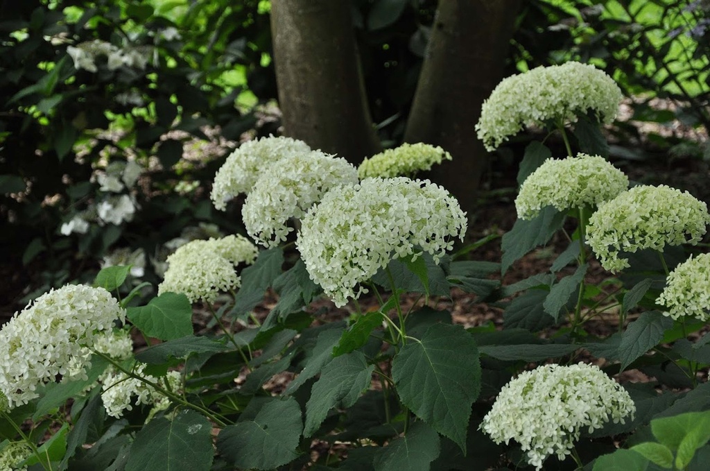 [HAAN30C2] HYDRANGEA ARBORESCENS 'ANNABELLE' (Pot 2 liter, 30-40 cm)