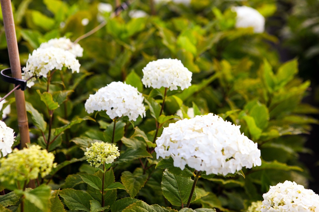 HYDRANGEA ARBORESCENS FIRST EDITIONS® FLOWERWOW®
