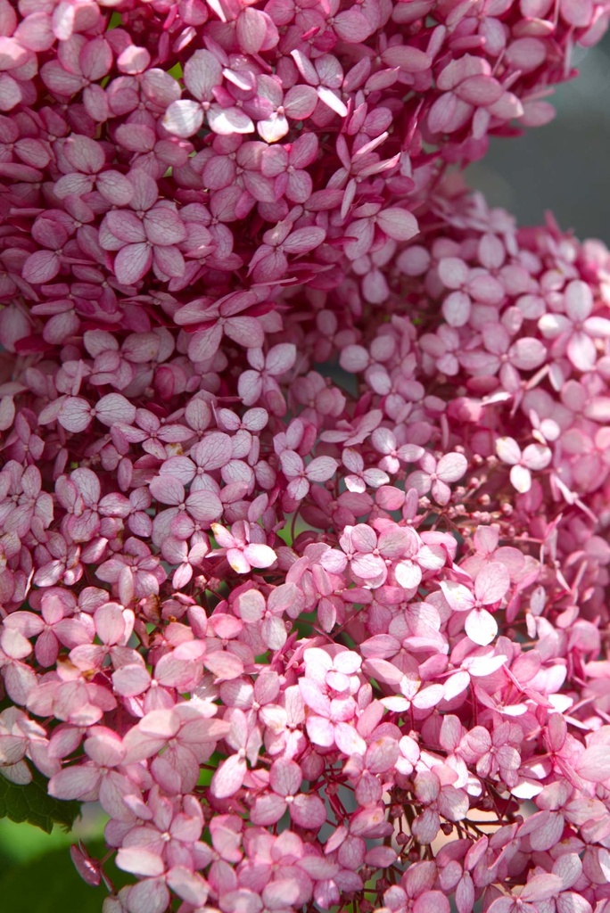 HYDRANGEA ARBORESCENS PROVEN WINNERS® PINK ANNABELLE