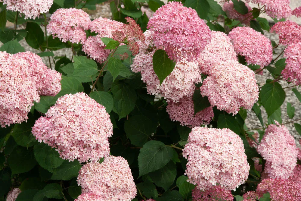 [xx] HYDRANGEA ARBORESCENS PROVEN WINNERS® PINK ANNABELLE (Pot 3 liter, 30-40 cm)