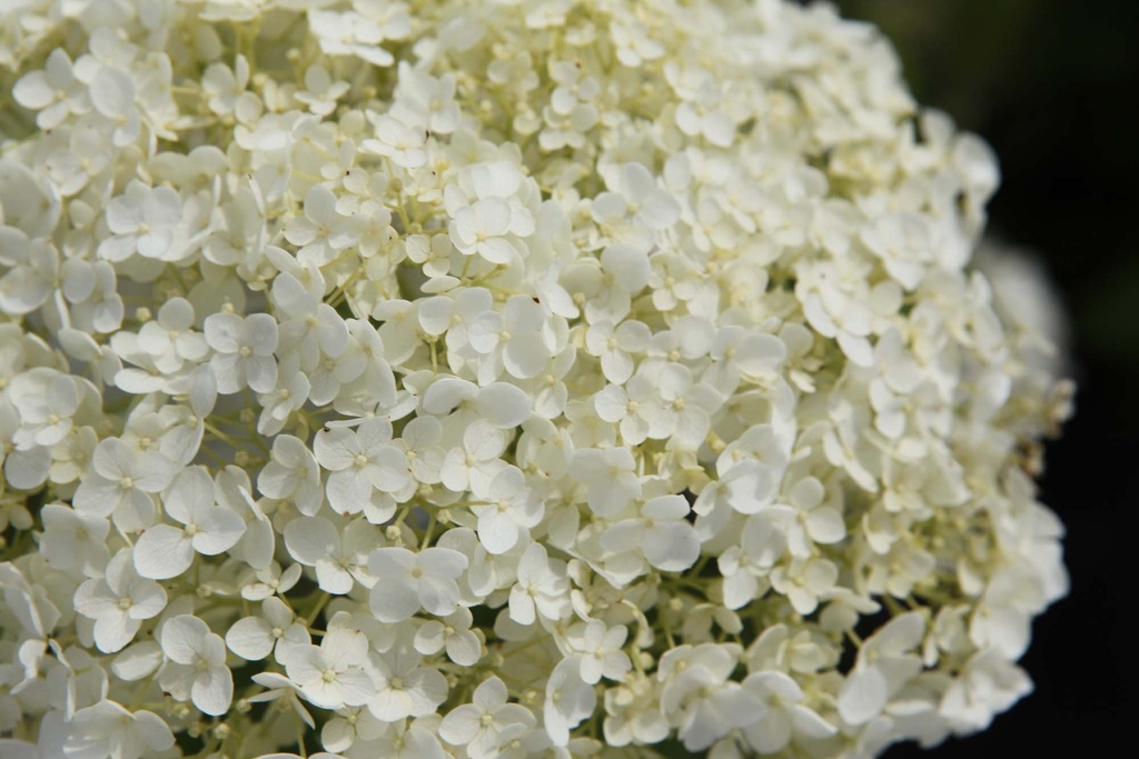 HYDRANGEA ARBORESCENS PROVEN WINNERS® STRONG ANNABELLE