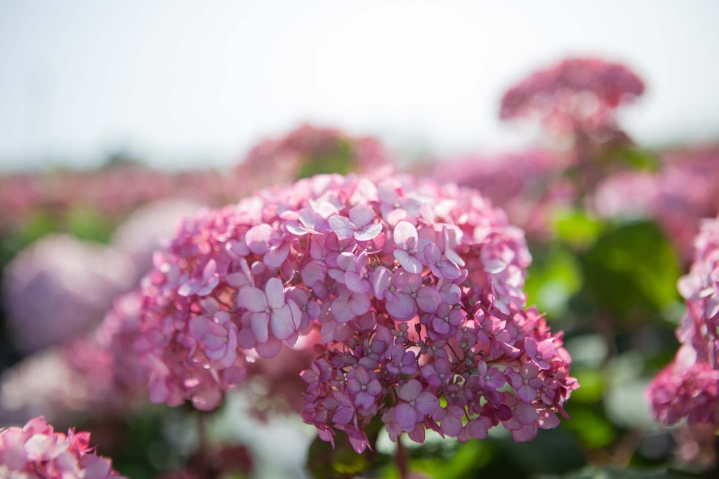 HYDRANGEA ARBORESCENS PROVEN WINNERS® SWEET ANNABELLE