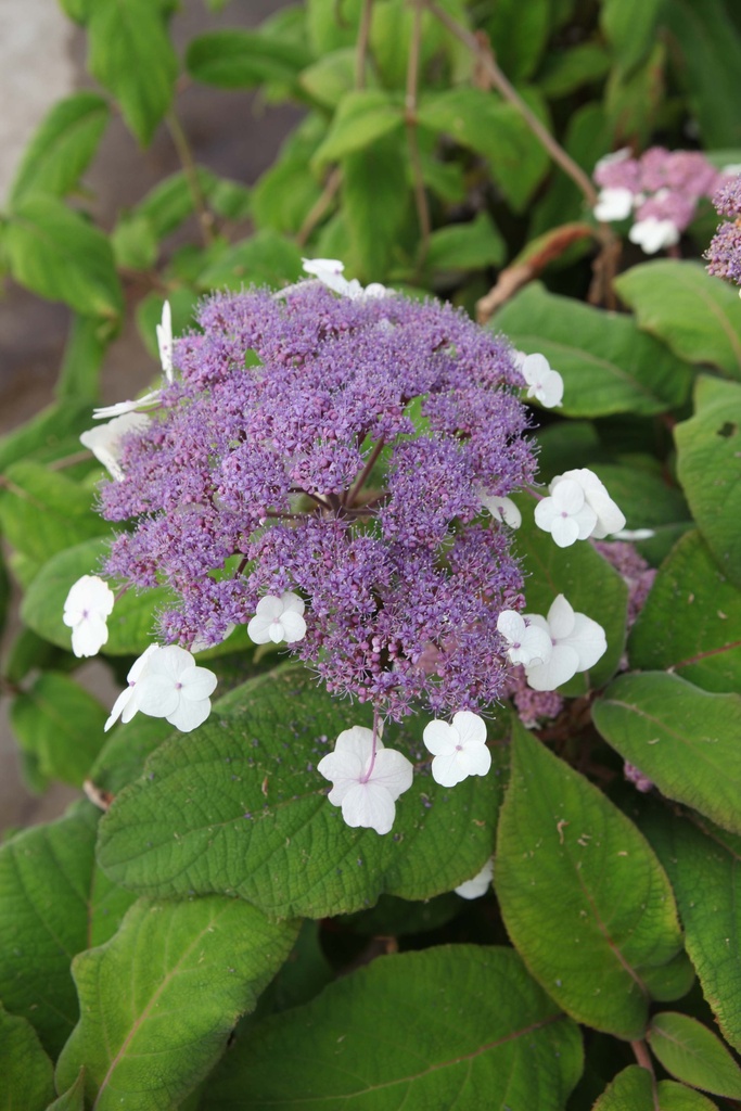 [HASA60C15] HYDRANGEA ASPERA SARGENTIANA (Pot 15 liter, 60-80 cm)