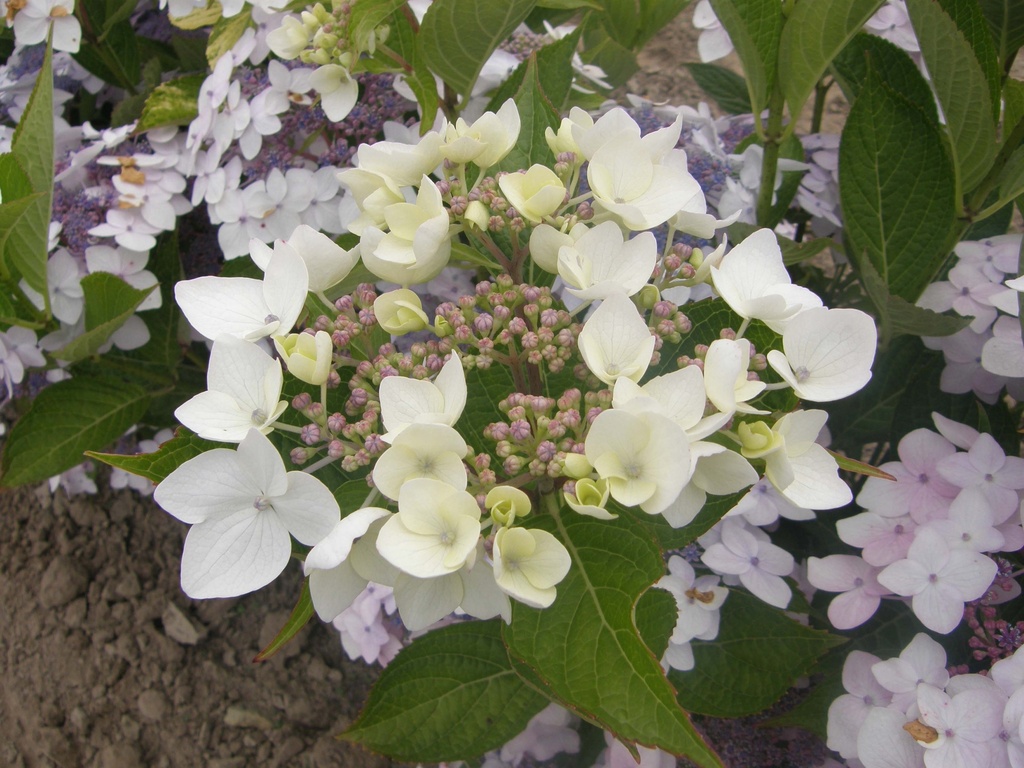[HCL3] HYDRANGEA CLOUDI (Pot 3 litres, 30-40 cm)